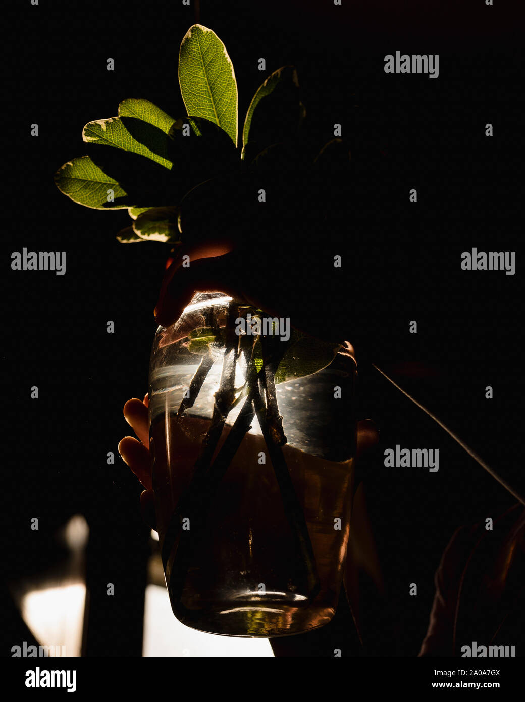 Vase of Foliage Held in Sunlight Stock Photo