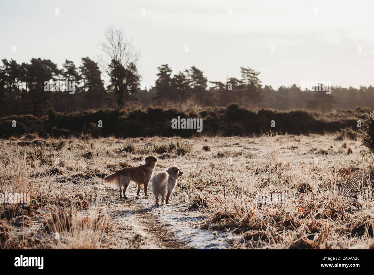 Two dogs standing in countryside looking into distance Stock Photo