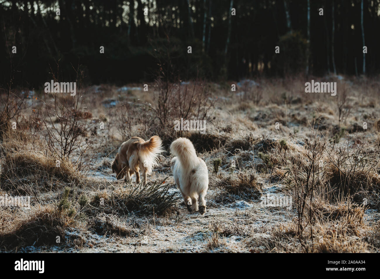Rear view of two dogs walking through heathland Stock Photo