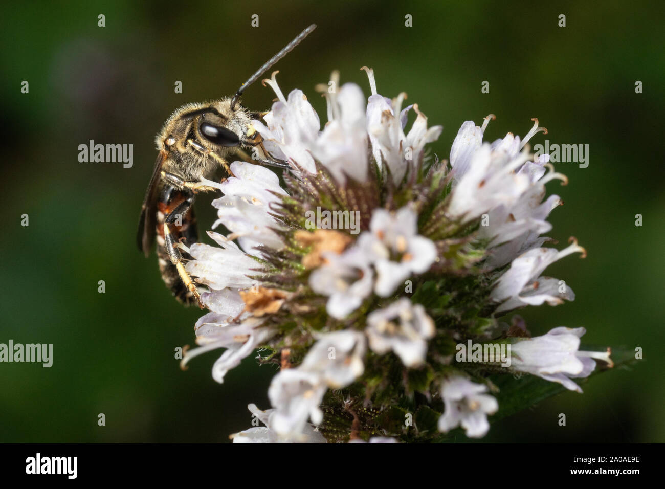 Male common furrow bee, Kent, UK. Stock Photo