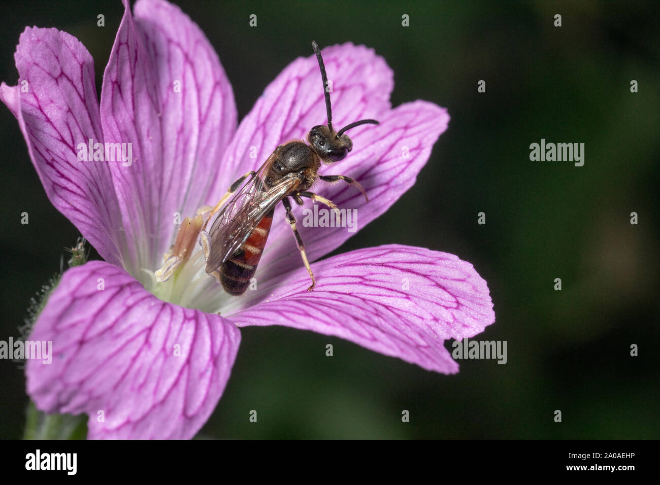 Male common furrow bee on a gentian flower, Kent, England, UK. Stock Photo