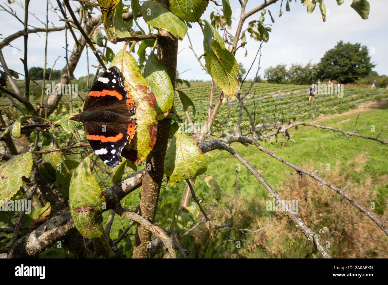 Red admiral butterfly sunning itself on a fruit tree with people wandering in the fields behind it. A late summer scene in rural Kent, England. Stock Photo