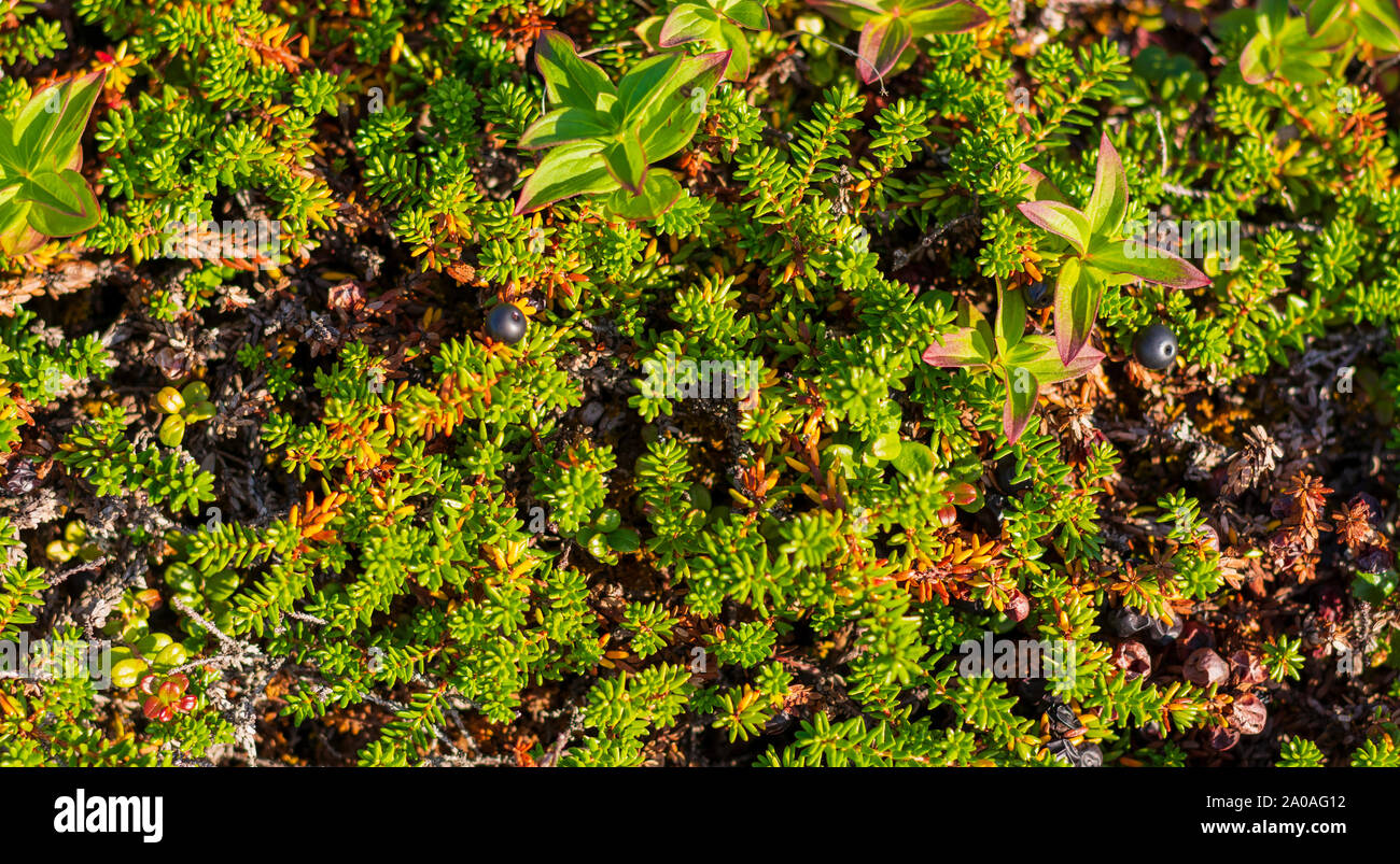 Background of crowberry thickets in coniferous leaves berries. Small black berries in leaves resembling needles. Medicinal plant of Murmansk region. B Stock Photo