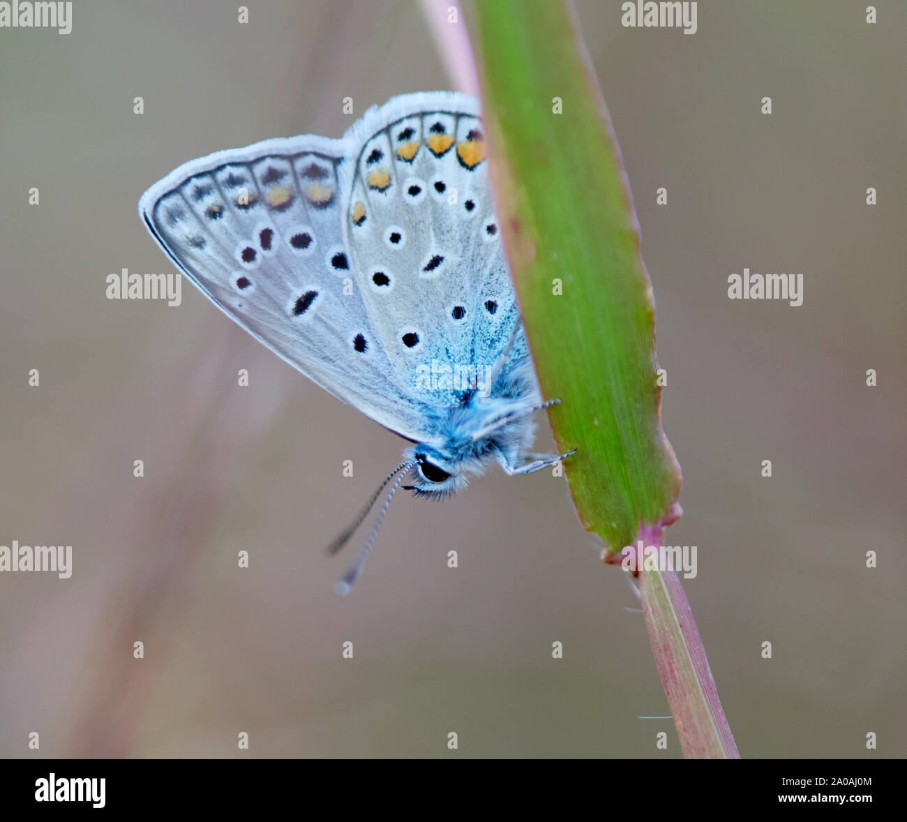 Blue butterfly in extreme closeup Stock Photo Alamy
