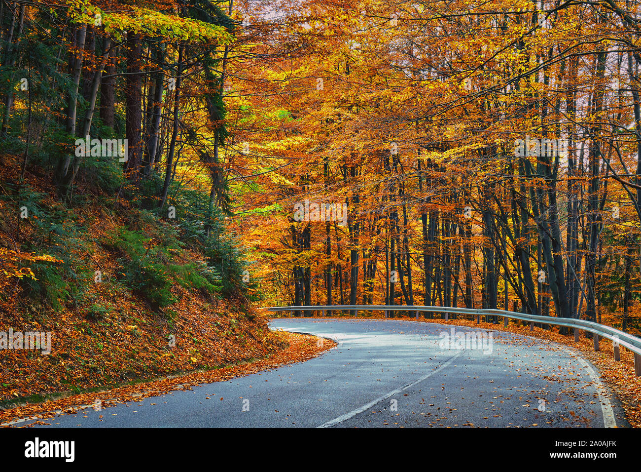 Asphalt road through colorful deciduous forest in the autumn Stock ...