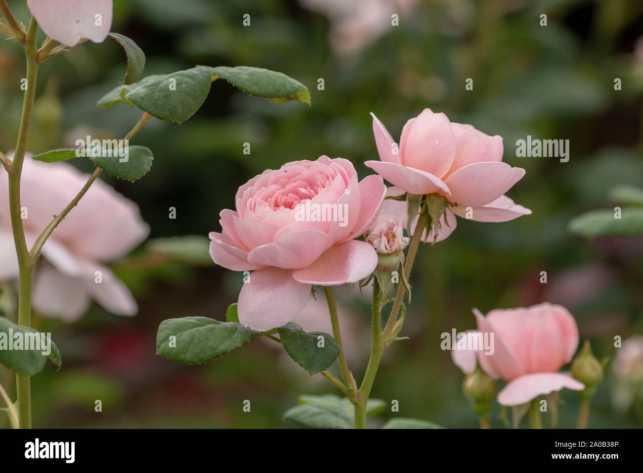 Rose garden with various roses (red rose, yellow rose, white rose, pink rose,  purple rose, orange rose, red white rose), Colorful Flowers Stock Photo -  Alamy