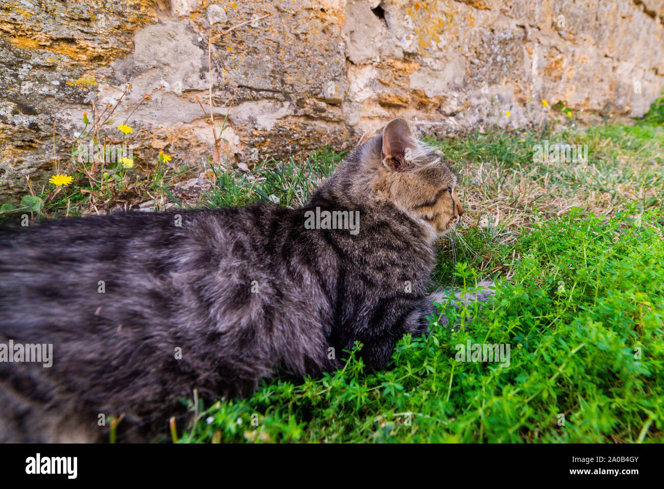 Abyssinian cat outdoors in garden hi-res stock photography and images ...