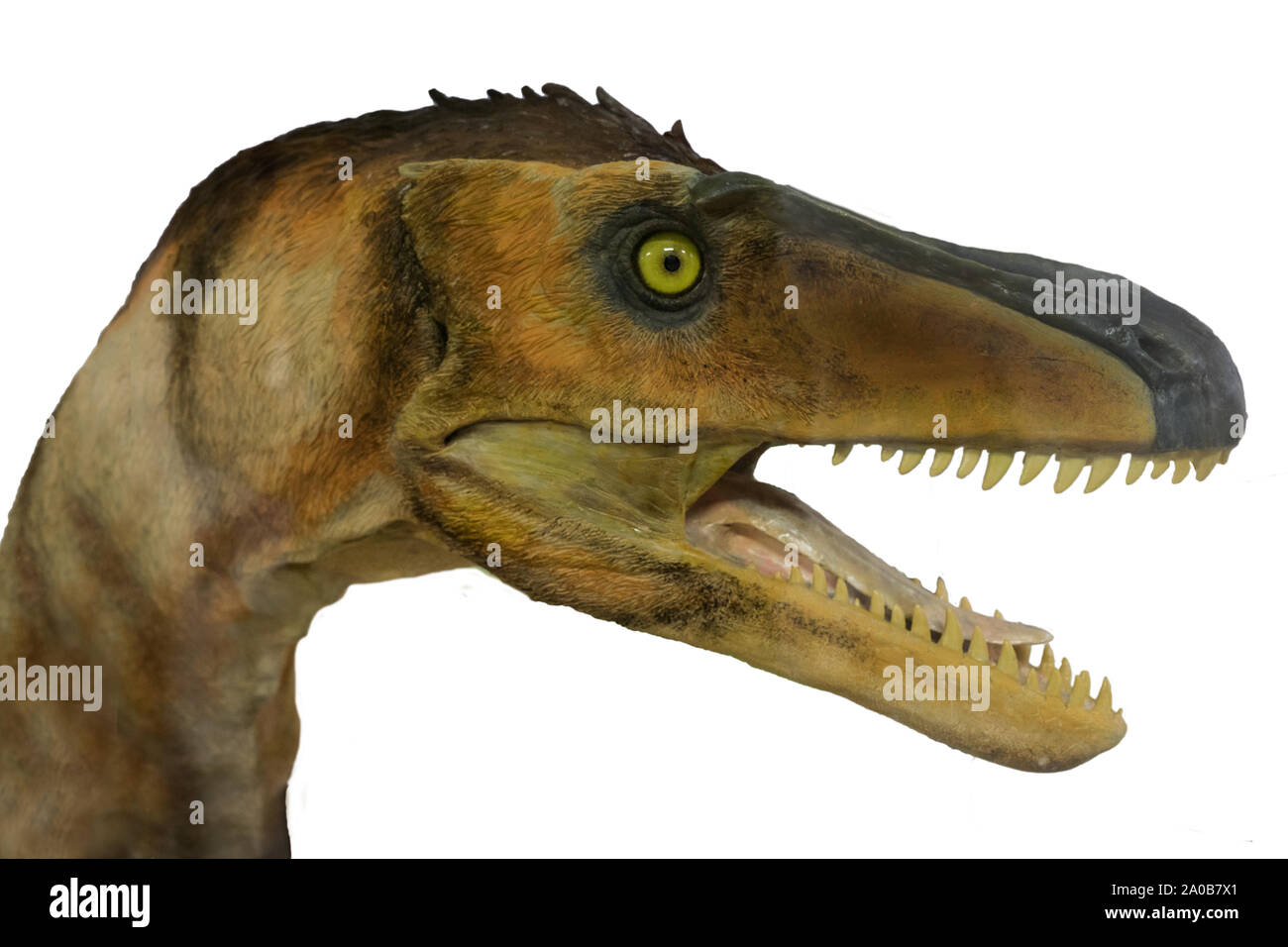 Portrait of a dangerous and carnivore velociraptor isolated on white background with open mouth and big teeth Stock Photo