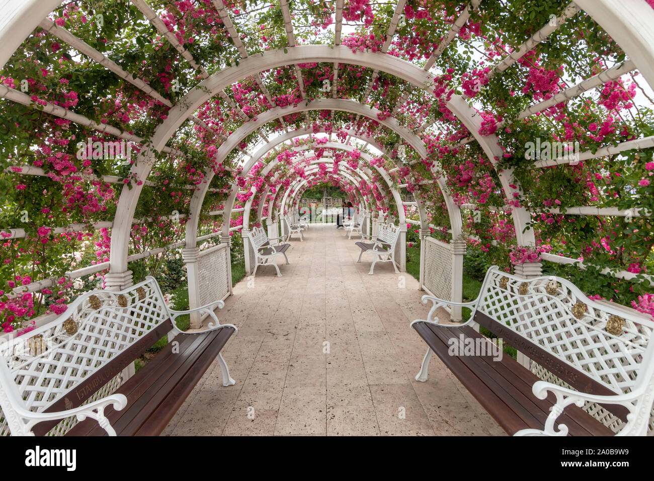 Rose Garden. Flower garden. Flower tunnel. Stock Photo