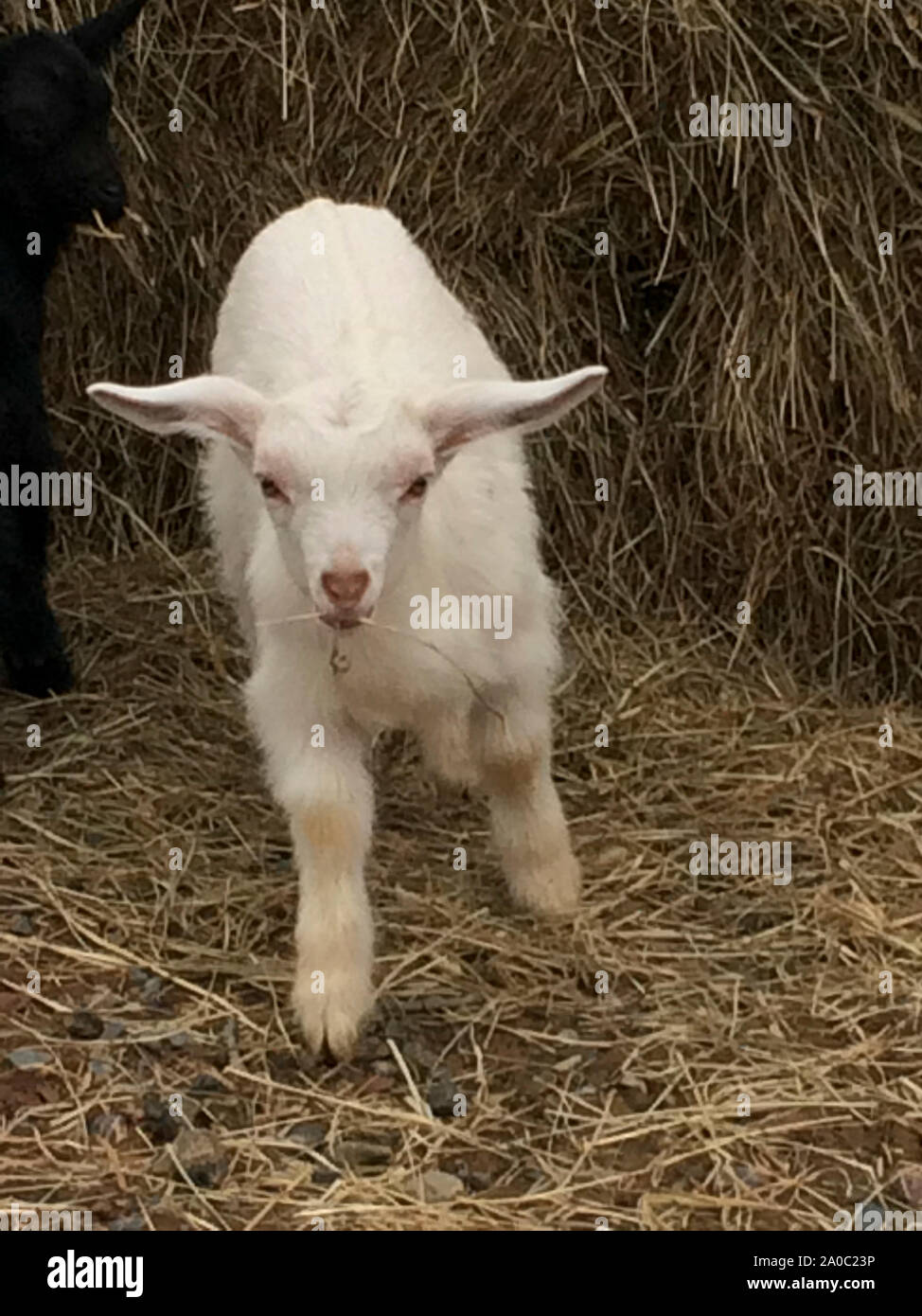 Baby goat running toward camera Stock Photo
