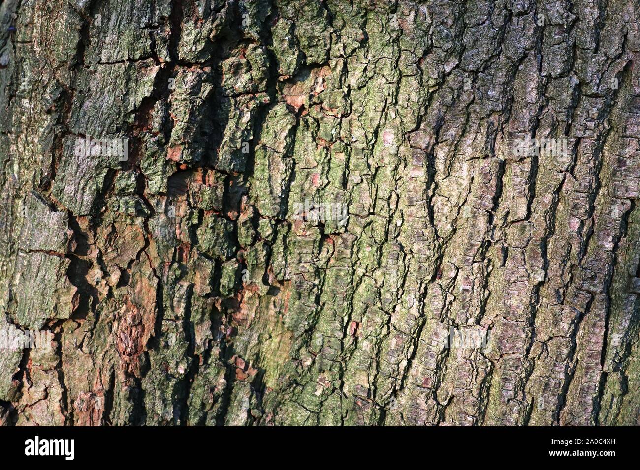Close up view on very detailed tree bark texture in high resolution ...