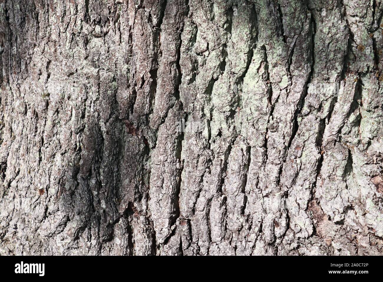 Close up view on very detailed tree bark texture in high resolution ...