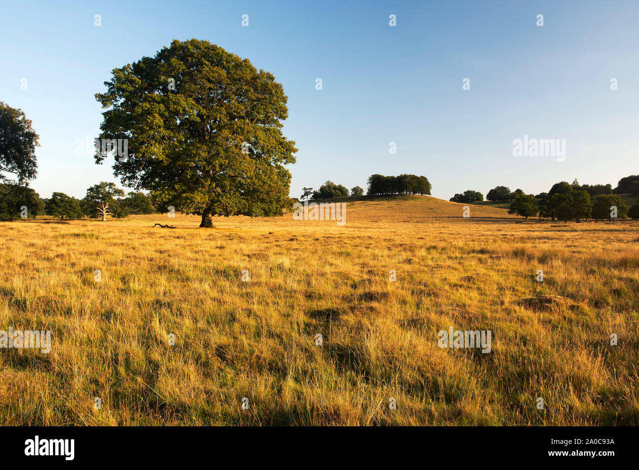 A late summer evening in Petworth Park, West Sussex, England, UK Stock Photo