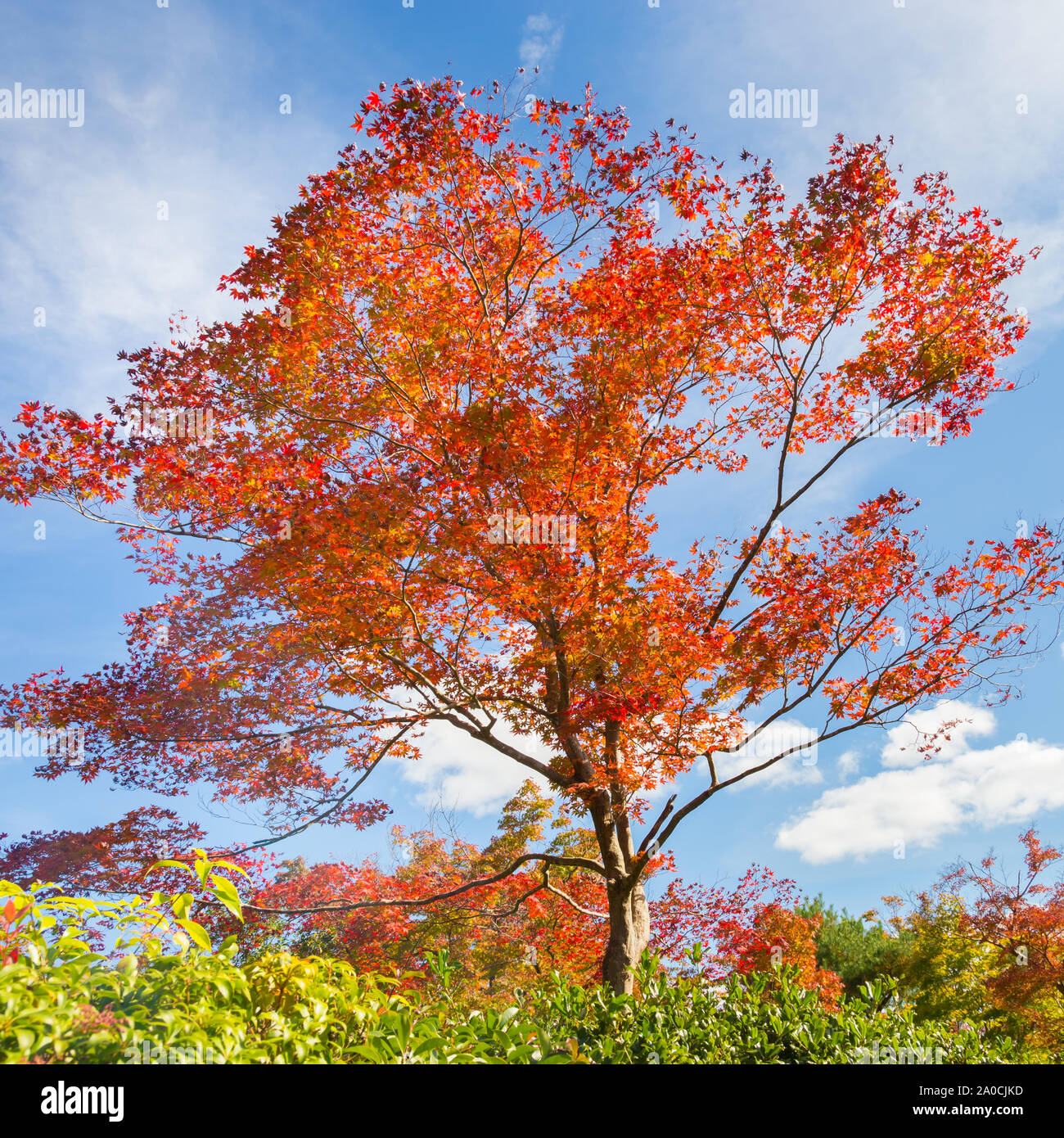 Colorful autunm tree. Stock Photo