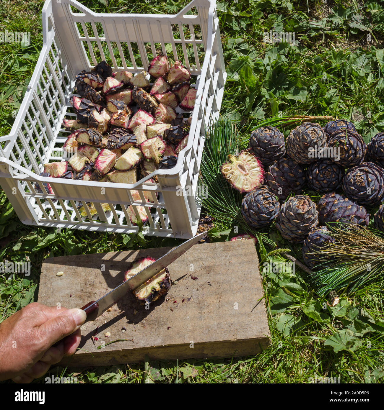 Natural medicine. Cutting of Pinus Cembra pine cones for the preparation of balsamic syrup Stock Photo