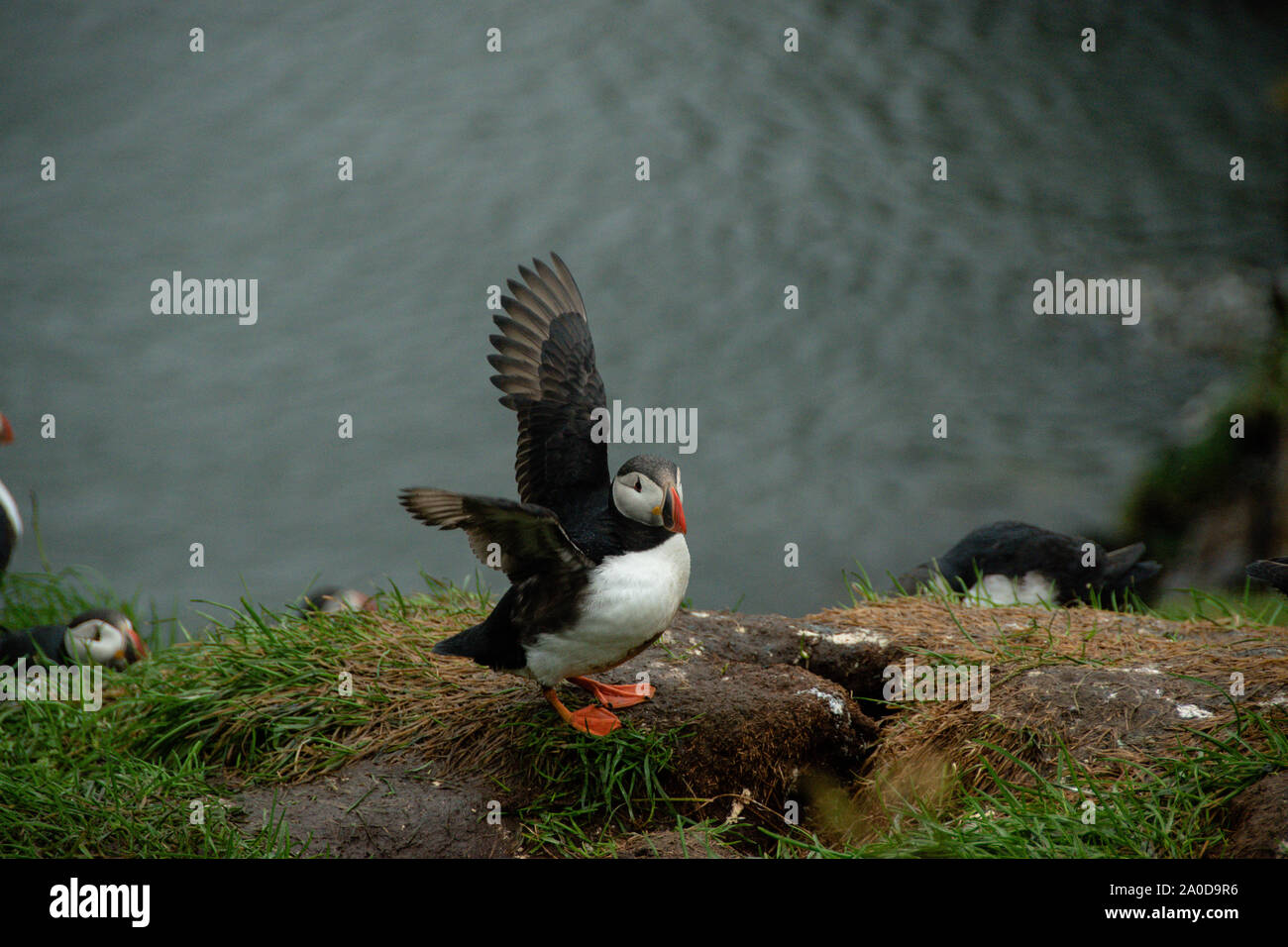A beautifully puffin gracefully touching down... Stock Photo