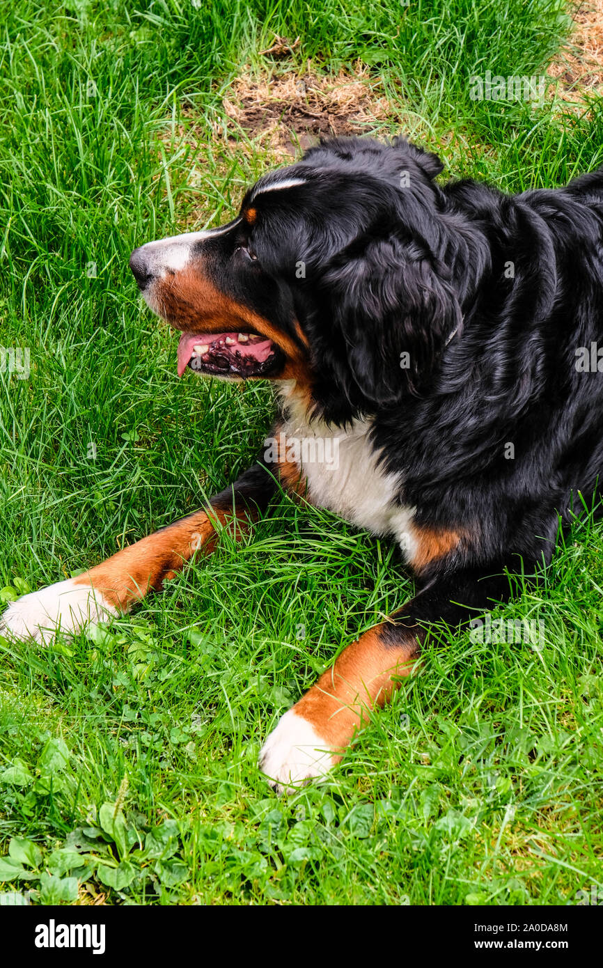 Two playful young Bernese Mountain dogs in backyard Stock Photo