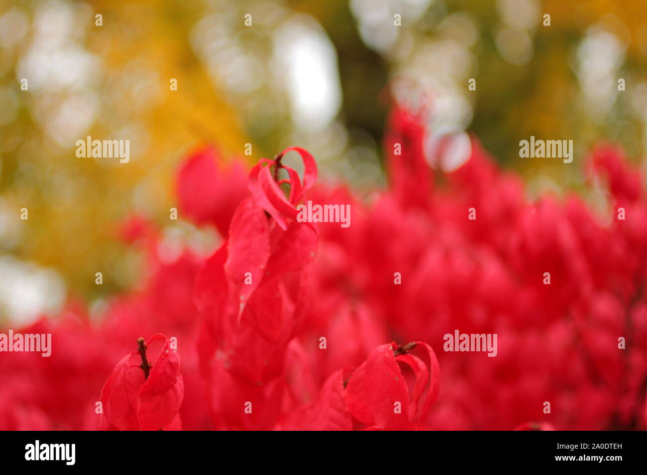 Burning Bush in Autumn, Ohio Stock Photo Alamy