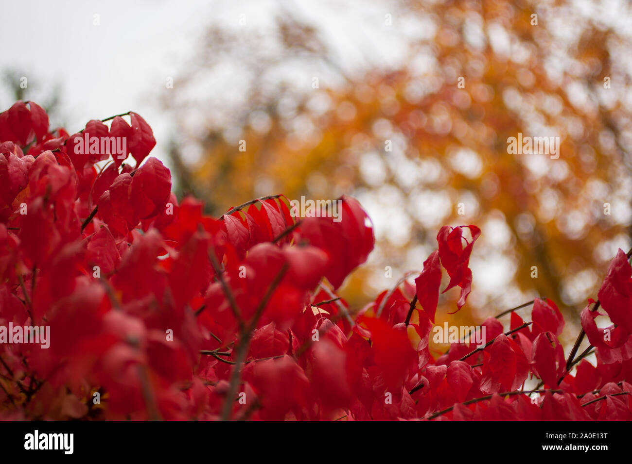Burning Bush in Autumn, Ohio Stock Photo Alamy