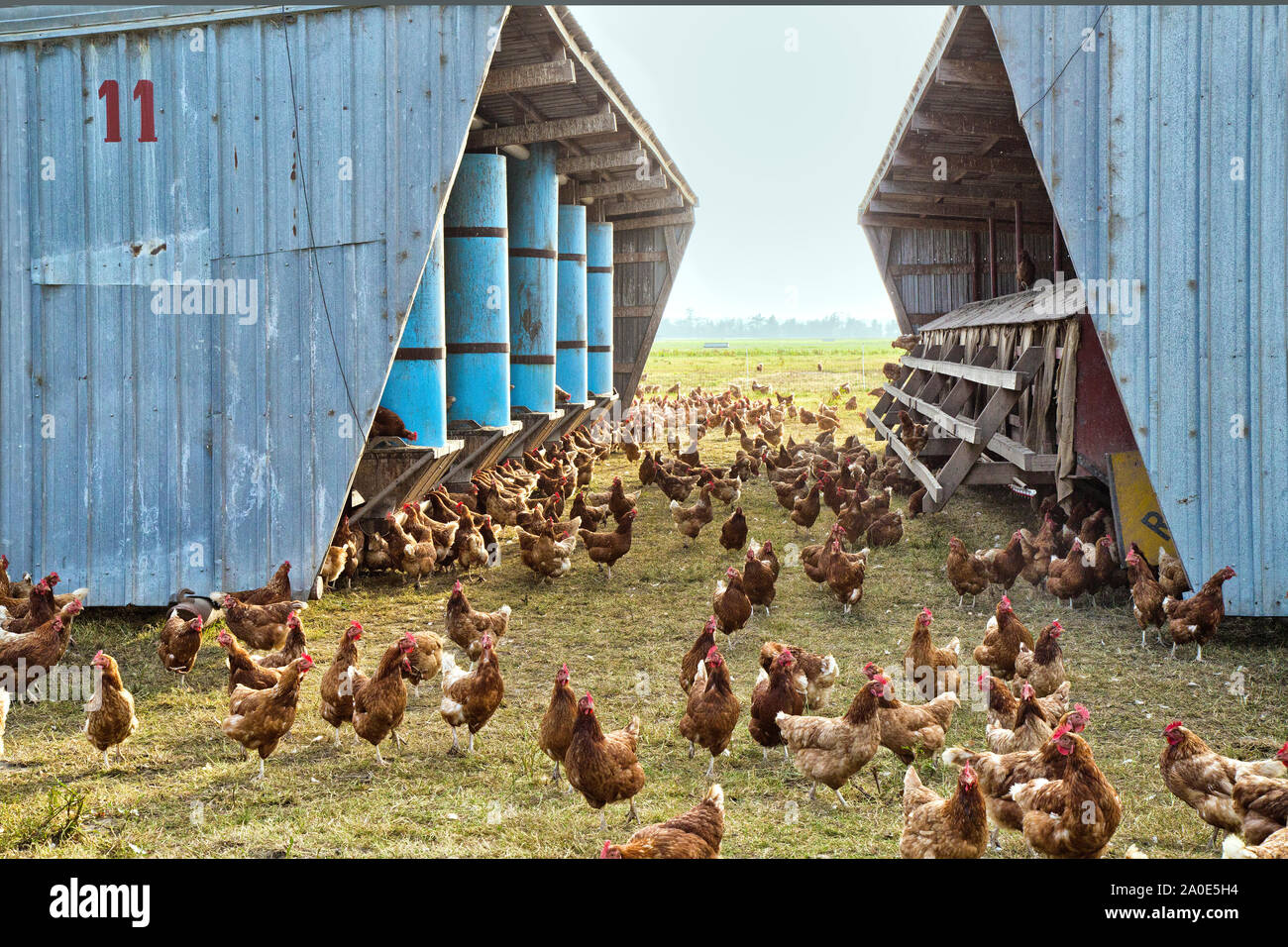 Free Range Chickens  'Gallus domesticus', organic egg production, portable chicken house. Stock Photo