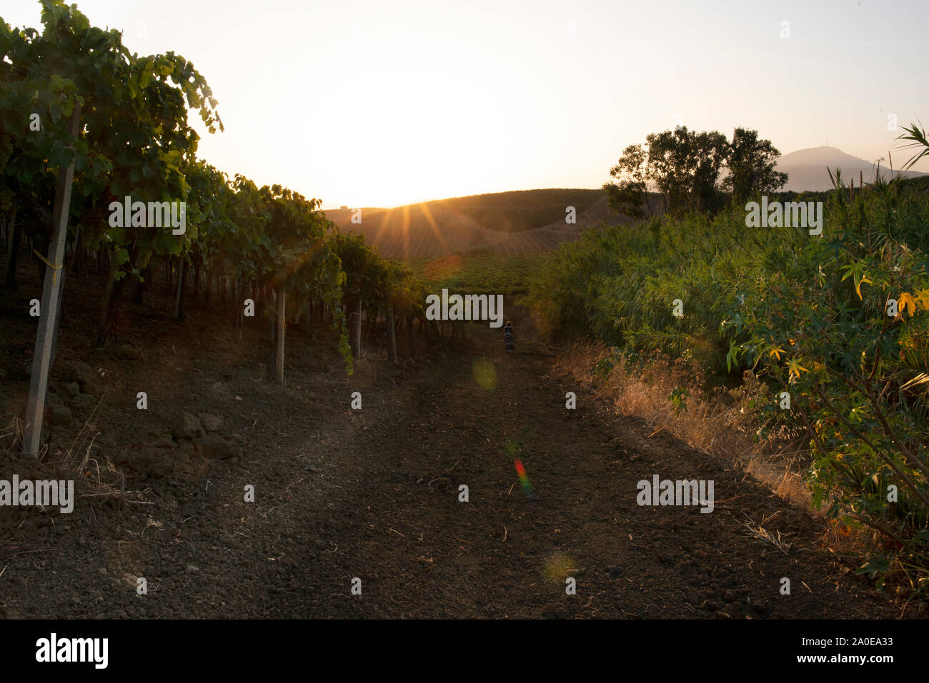 Vineyard Agriturismo, an agricultural vacation place in Sicily, Italy Stock Photo