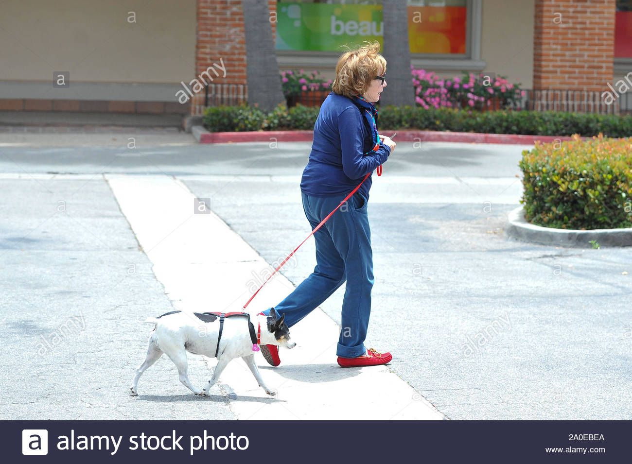 cvs dog leash