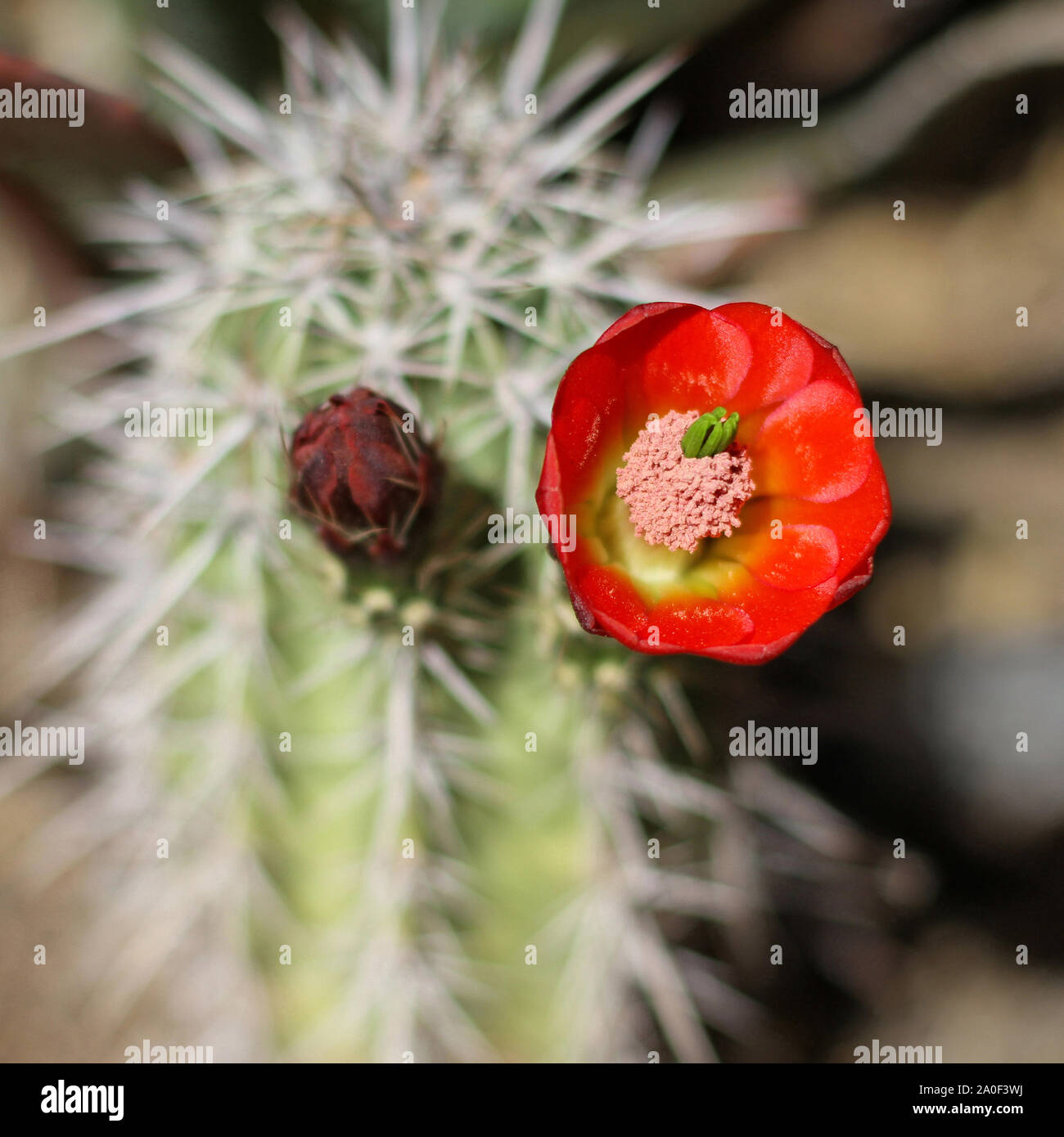 Red hedgehog cactus flower single bloom and flower bud surrounded by sharp spines.  Closeup of blooming cactus flower with blurry background. Echinoce Stock Photo