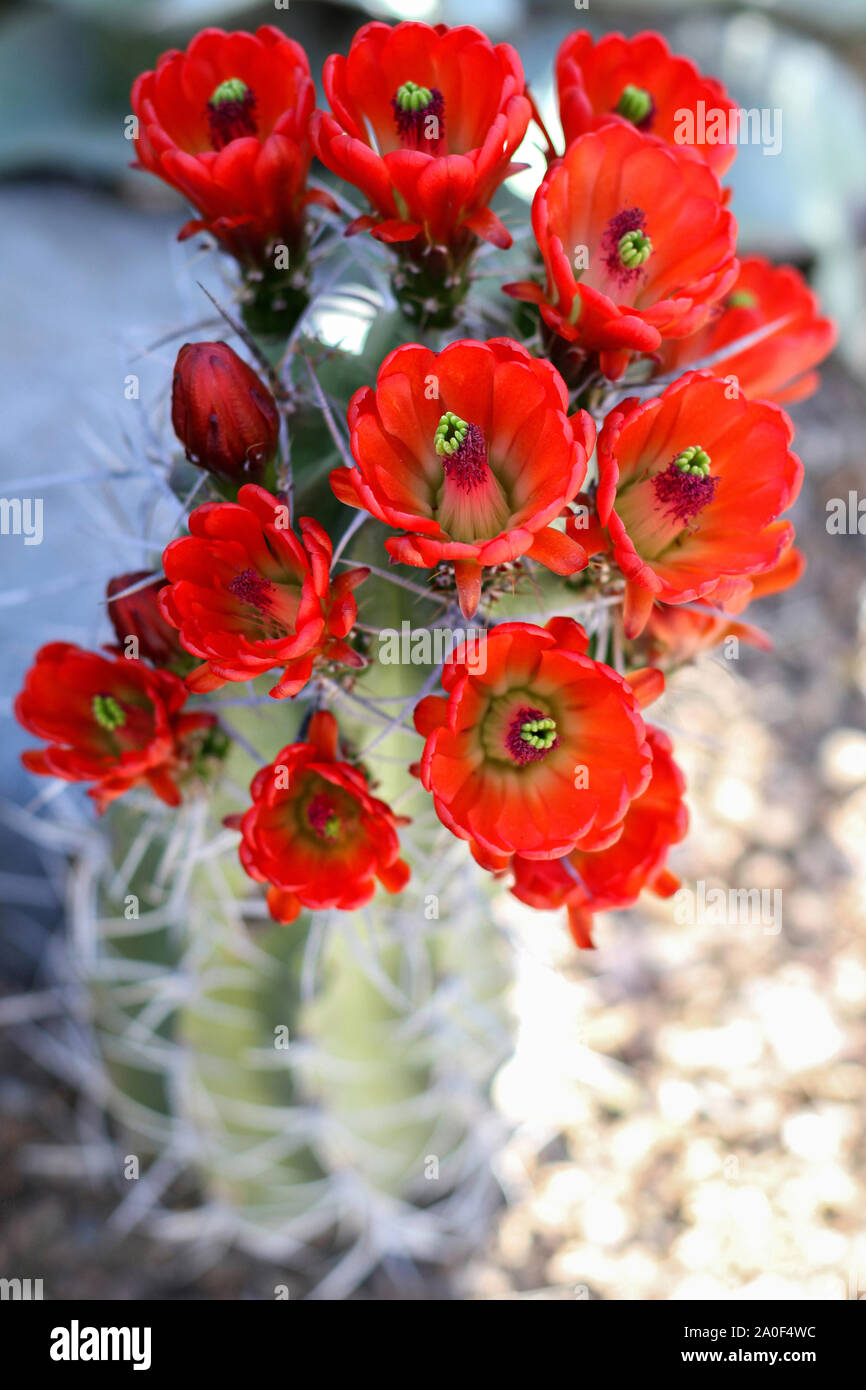 Red flowers blooming on hedgehog cactus in the desert. Sharp spines of cactus surround blooms. Kingcup or claretcup cactus (echinocereus triglochidiat Stock Photo