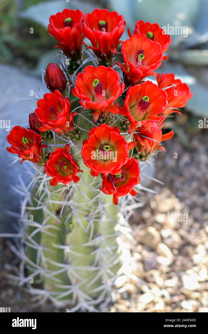 Red flowers bloom on hedgehog cactus in the desert. Sharp spines of cactus surround blooms. Kingcup or claretcup cactus (echinocereus triglochidiatus) Stock Photo