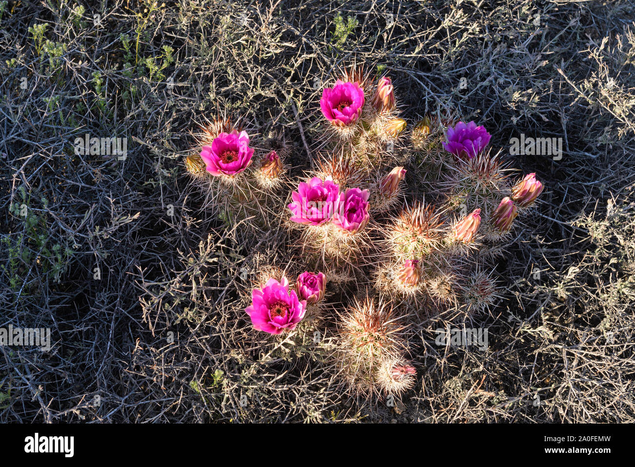 Beavertail Cactus Flowers in the Desert Scrub of Joshua Tree National Park in California Stock Photo