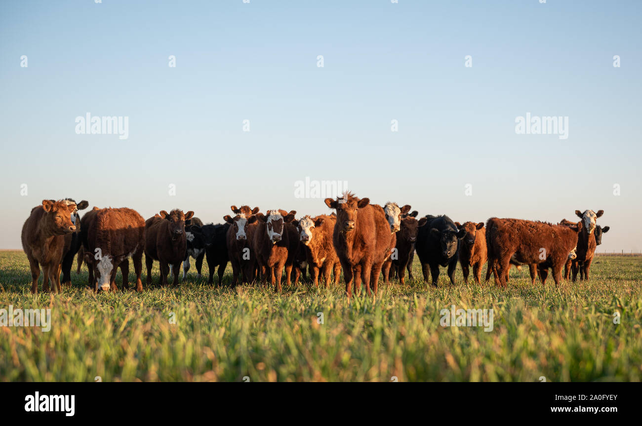 Group of young steers in the meadow Stock Photo Alamy