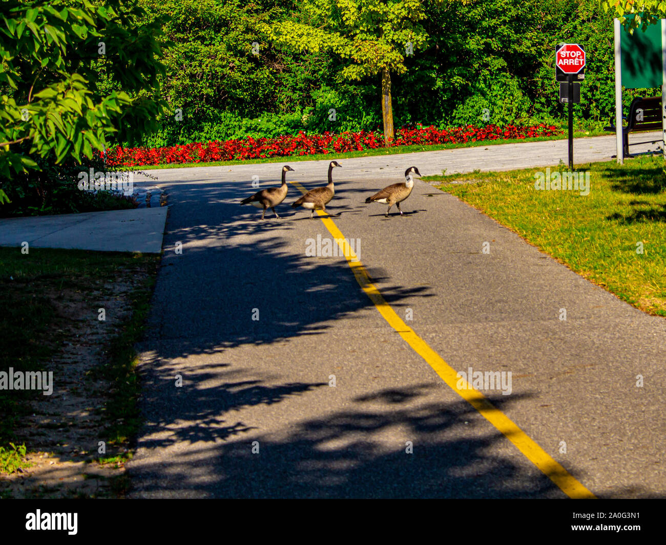 converse 2019 mujer 35