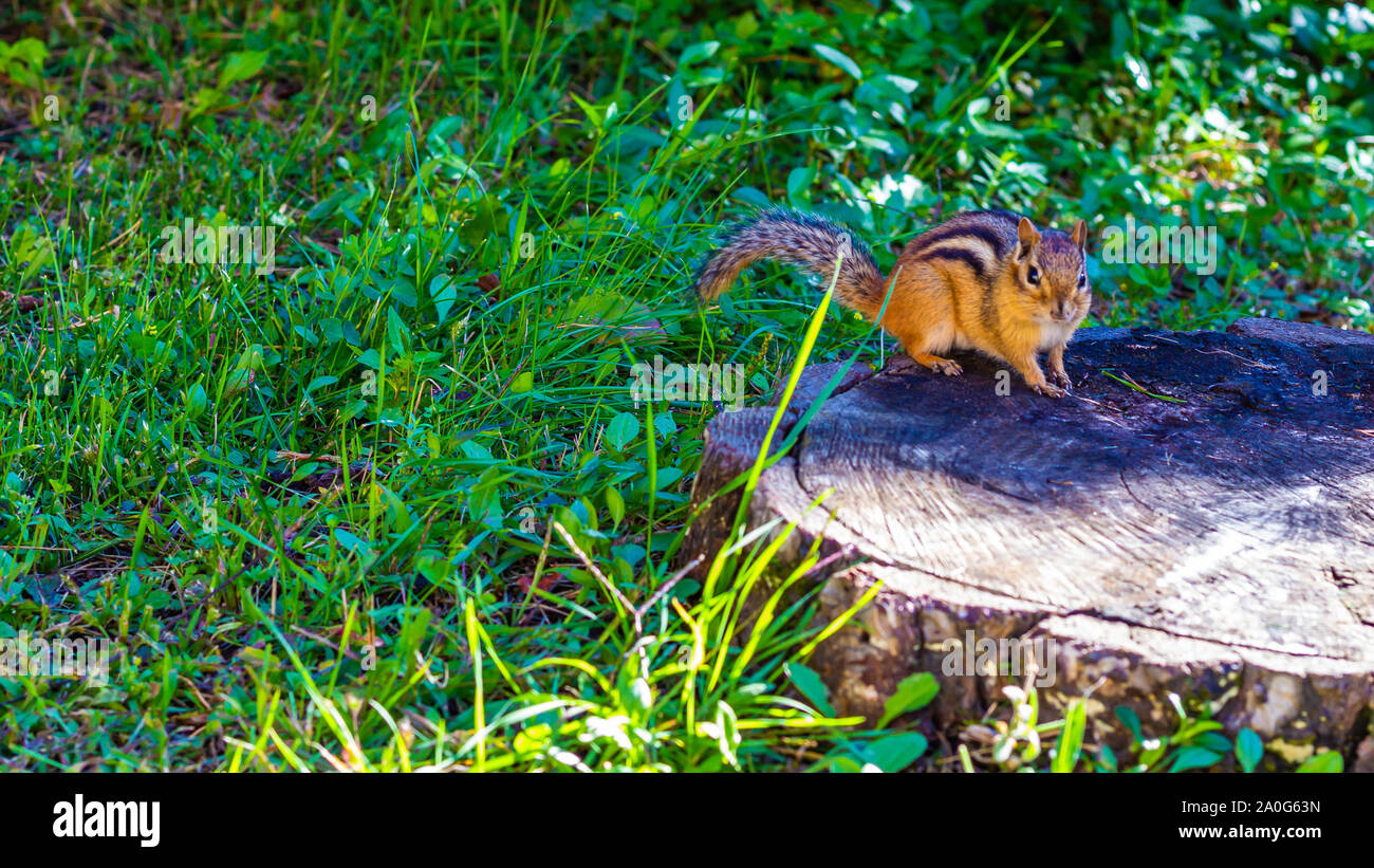 A cute, small eastern chipmunk stands on a cut tree stump in a park, surrounded by green grass. Stock Photo