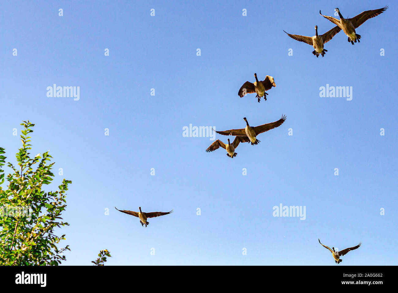 A flock of Canada Geese (or a skein, as they are called while in flight) is viewed flying from a