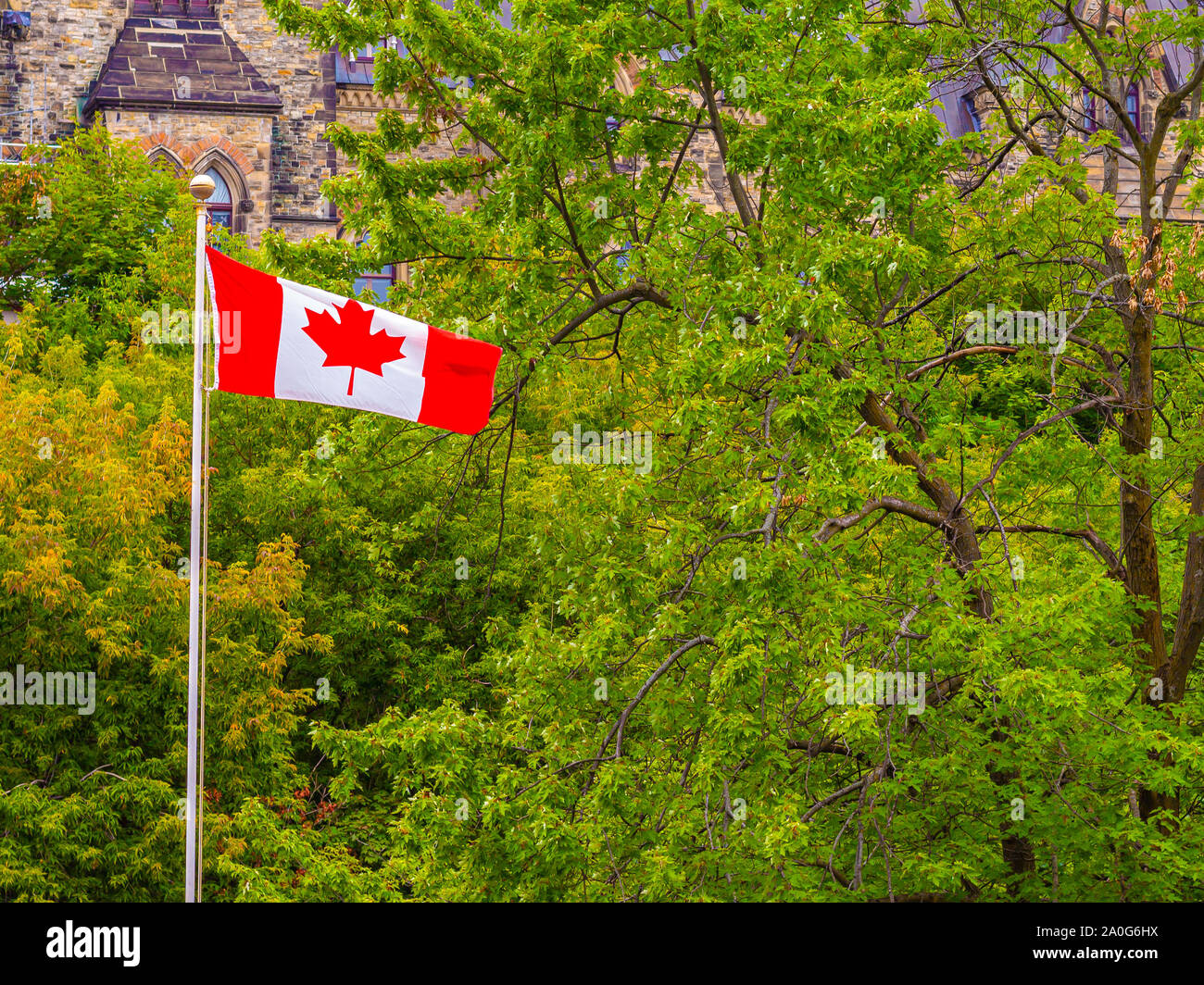 A Canadian flag blows in the wind at the end of summer, standing against trees that are beginning to change for fall. Stock Photo