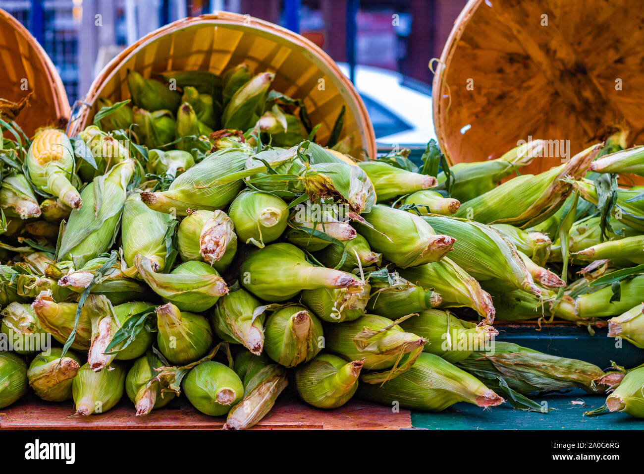 Cobs of corn in their husks are on display and for sale at a farmer's market. Stock Photo