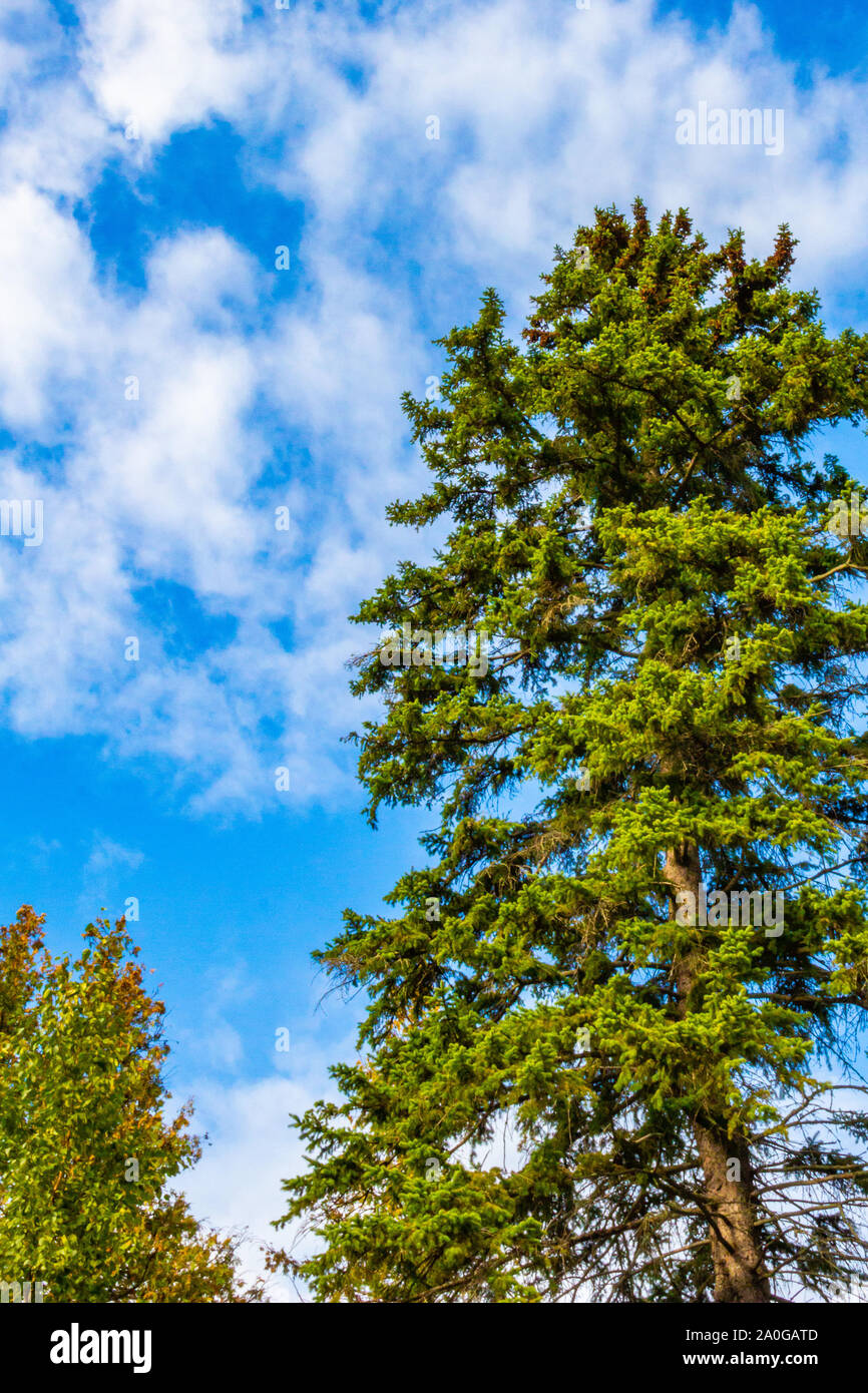An evergreen tree is viewed from below as it stands against a blue sky dusted with clouds. Stock Photo