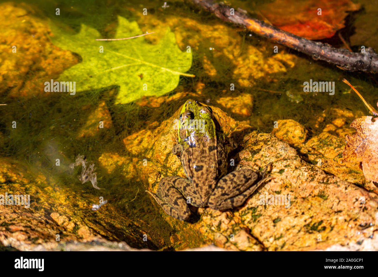 A green frog sits in a small pool of water on the rocks of a forest, with a fallen leaf floating beside it. Stock Photo