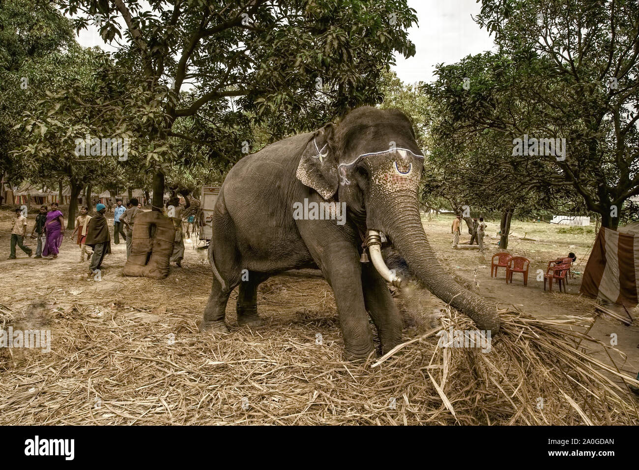 Largest animal fair hi-res stock photography and images - Alamy Largest animal fair hi-res stock photography and images - Alamy