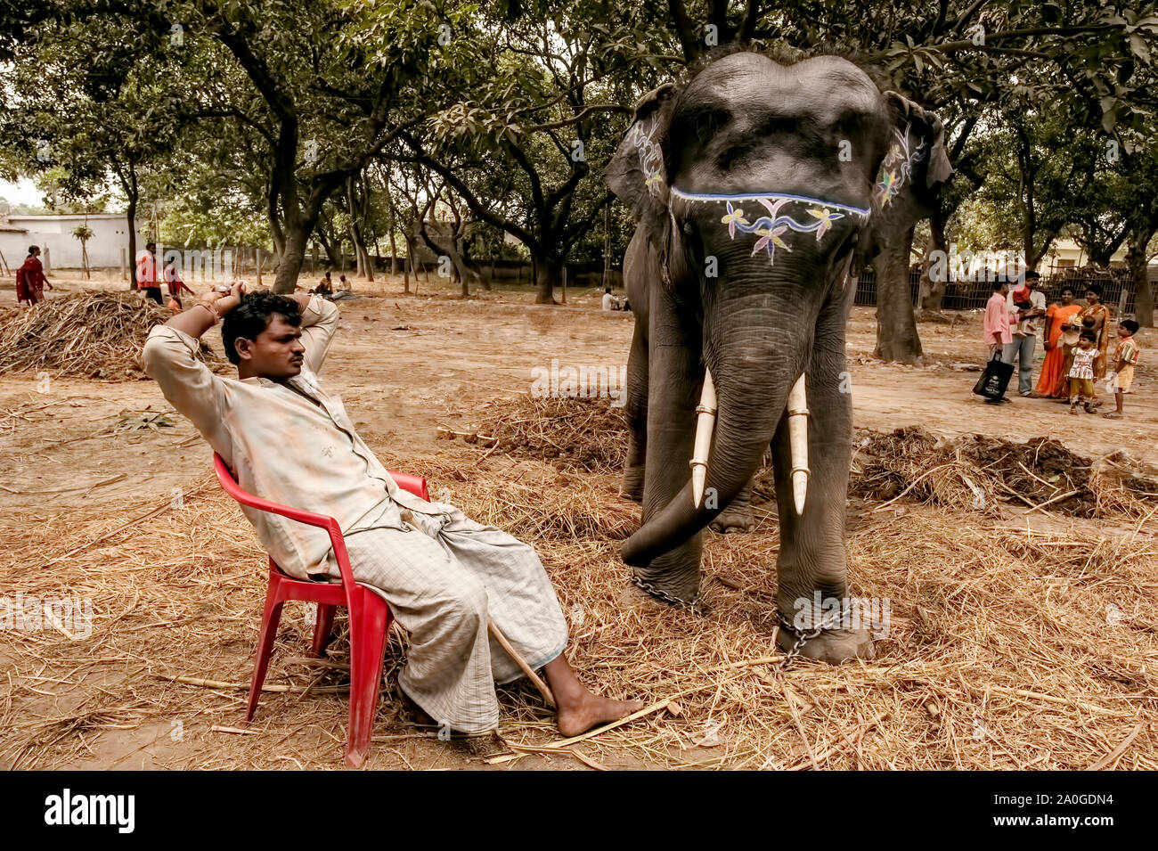 Sonepur,animals,fair, caparisoned Elephant,for sale,mahut ,owner,relaxing,near ,his,pet, a typical,animal,and man relationship,observed,located,on con Stock Photo