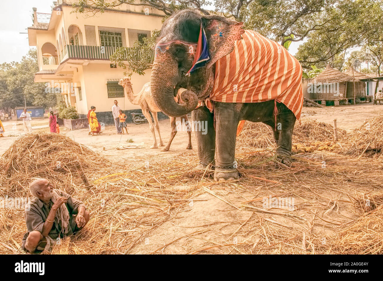 Sonepur Animal Fair,caparisoned,elephant,presented for,sale,Aged mahut looking,on,his,pet, Place,Harihar Kshetra,Chhaptra,Bihar,India. Stock Photo