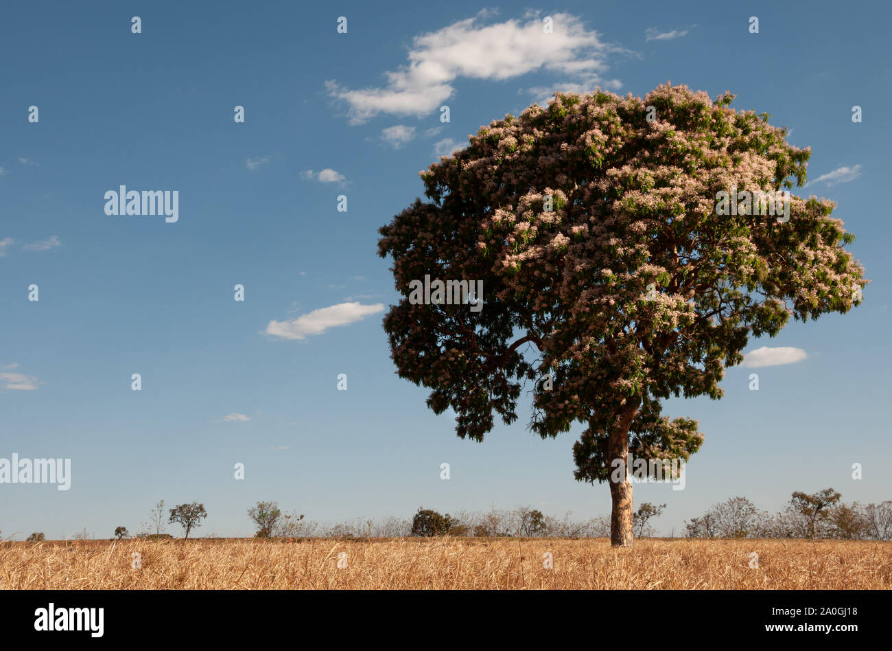 Tree with flowers on the brazilian savanna, near to Goiania, Goias state. Stock Photo