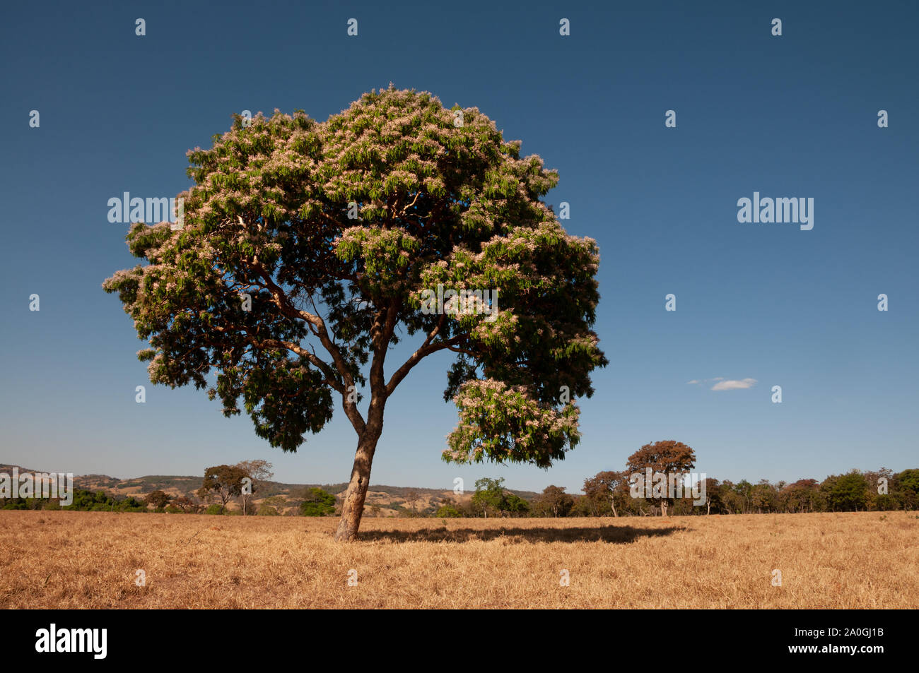 Tree with flowers on the brazilian savanna, near to Goiania, Goias state. Stock Photo