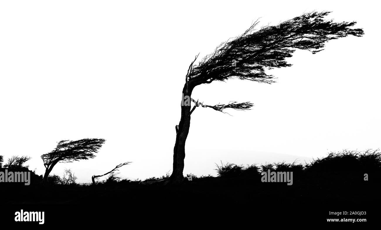 Silhouette of trees bent by the wind in black and white on the coast of the Beagle Channel in front of the coast of Chile Stock Photo