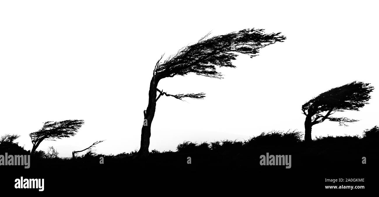 Silhouette of four trees bent by the wind on the coast of the Beagle Channel. South Patagonia Stock Photo