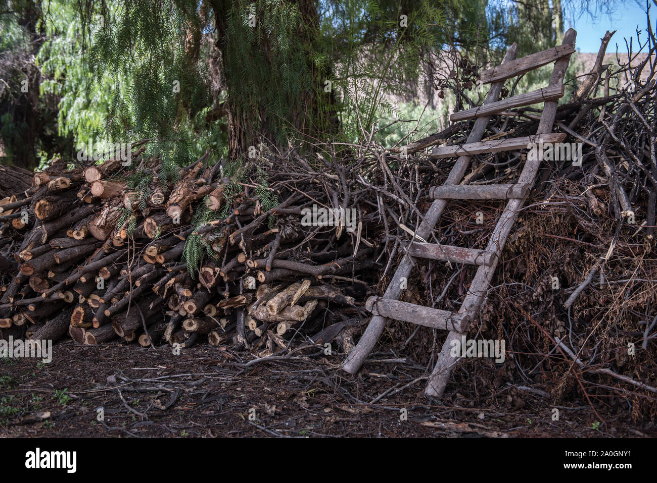 Pile od trunks and rustic ladder. taken in Jujuy Province, Argentina Stock Photo