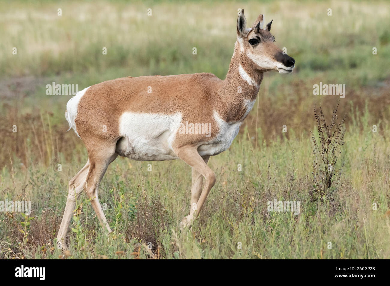 North America; Unites States; Montana; National Bison Range; Wildlife