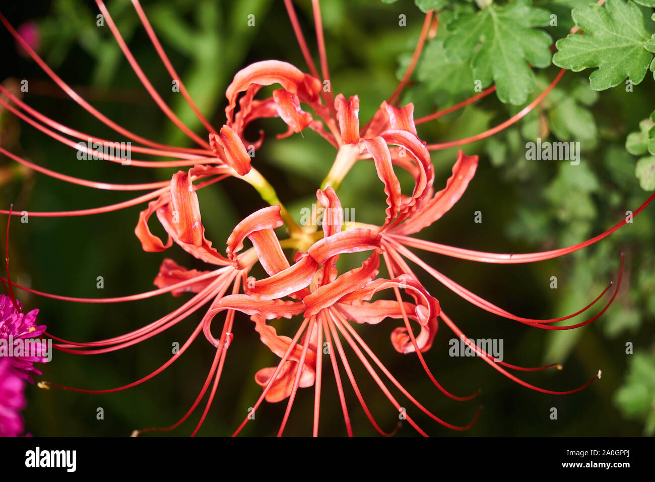 Lycoris radiata (red spider lily, hell flower, red magic lily, equinox flower, hurricane lily, or resurrection lily) flowers bloom in early autumn. Stock Photo