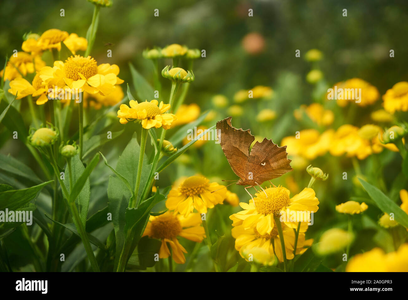 An Asian comma (Polygonia c-aureum) butterfly rests on a vibrant yellow helenium (sneezeweed) plant in the autumn. Stock Photo