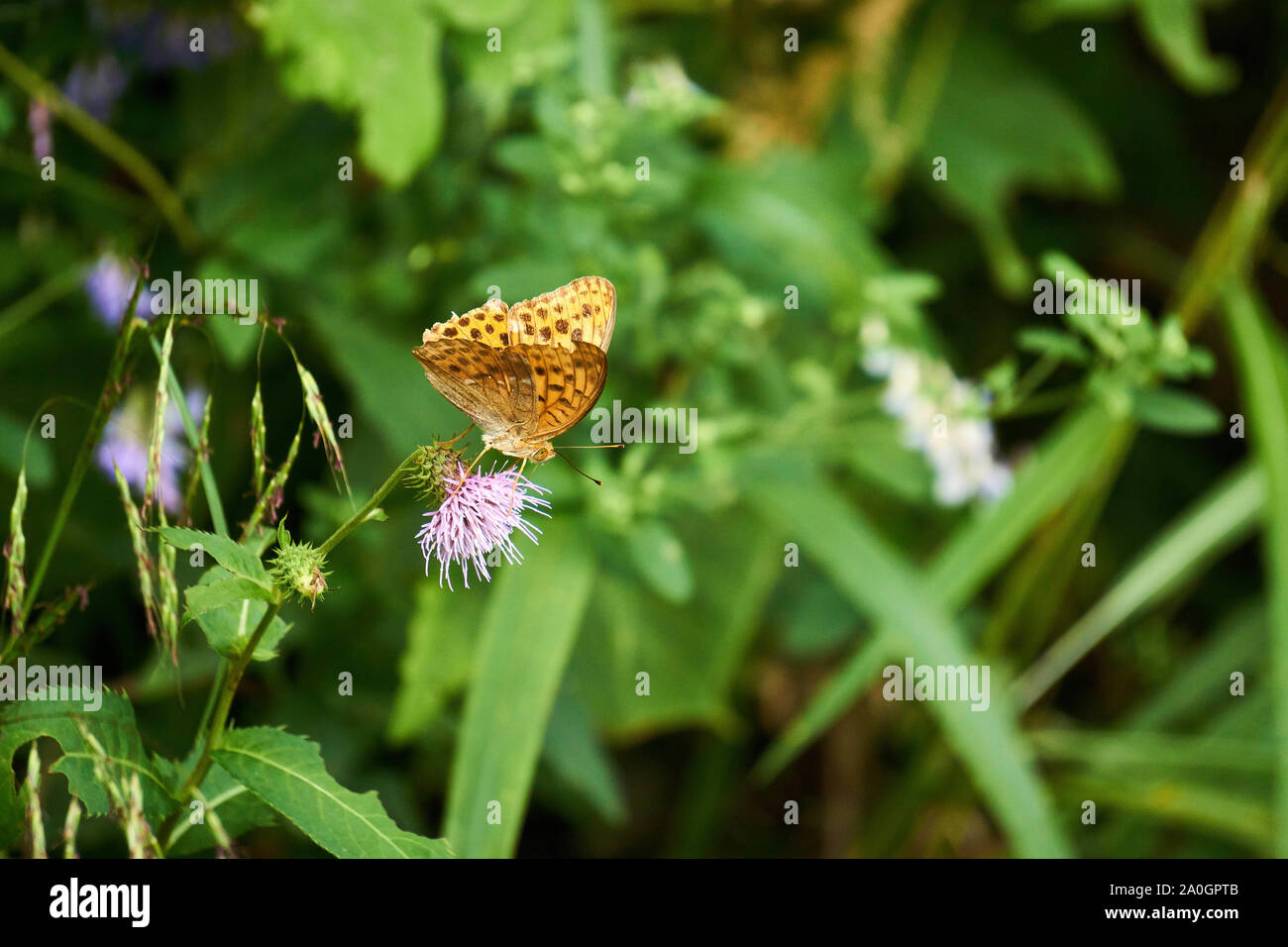 An orange Indian fritillary butterfly (Argynnis hyperbius) with black spots collects nectar on a purple Japanese Thistle (Cirsium japonicum). Stock Photo